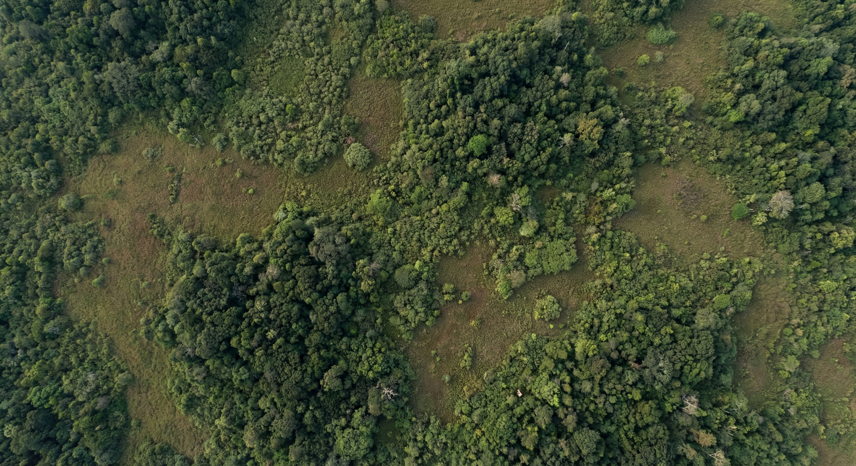 Serviço de Laudo de Fitofisionomias