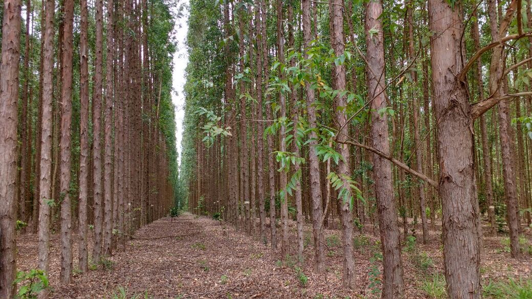 Plantio de Eucalipto